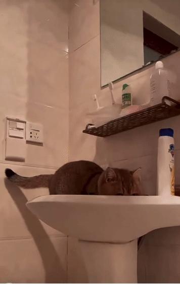 网红绑猫*藏西**骑行求关注,遭网友质疑回怼:比在家里刺激多了