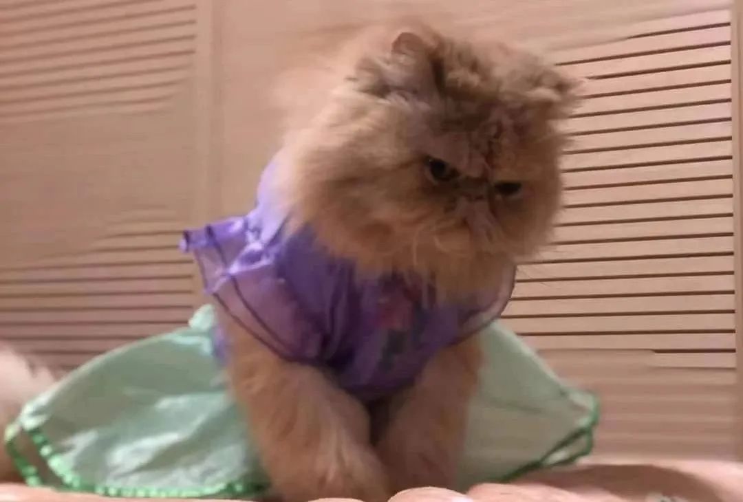 小猫咪换装公主裙,小猫咪穿上可爱漂亮的裙子