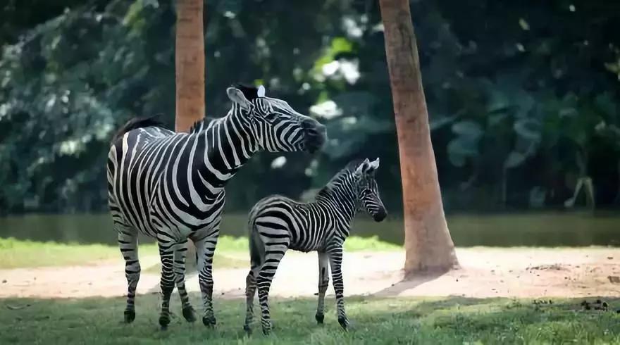 广州长隆和珠海长隆游玩攻略,一家三口广州长隆旅游攻略