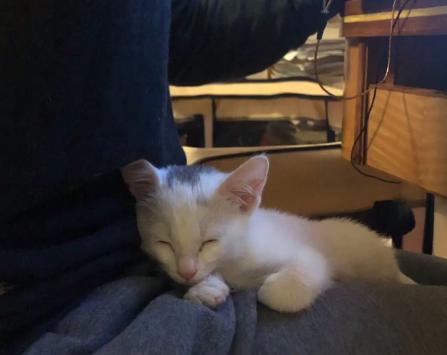 流浪猫被好心人收养后变成粘人,救助小猫被粘鼠板粘住扔到垃圾桶