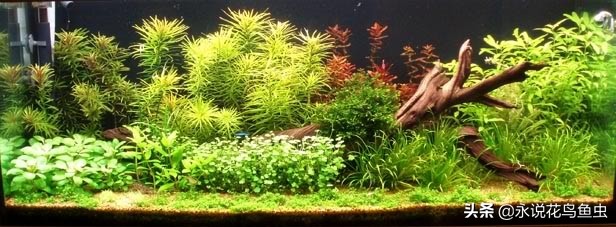t5灯管适合鱼缸养水草用吗,水草缸t5灯管如何配置