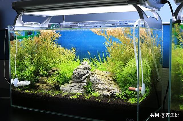 如何改变鱼缸水质酸碱度,鱼缸水质差怎么调理