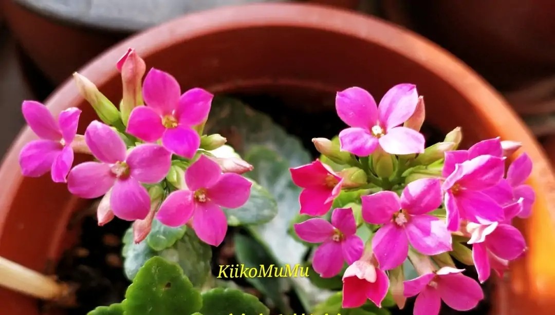 单瓣长寿花品种大全图,长寿花单瓣最好看的品种