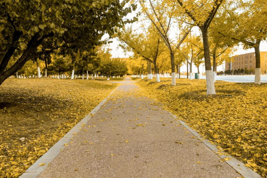 醉美大工秋|读书不觉已秋深，____________