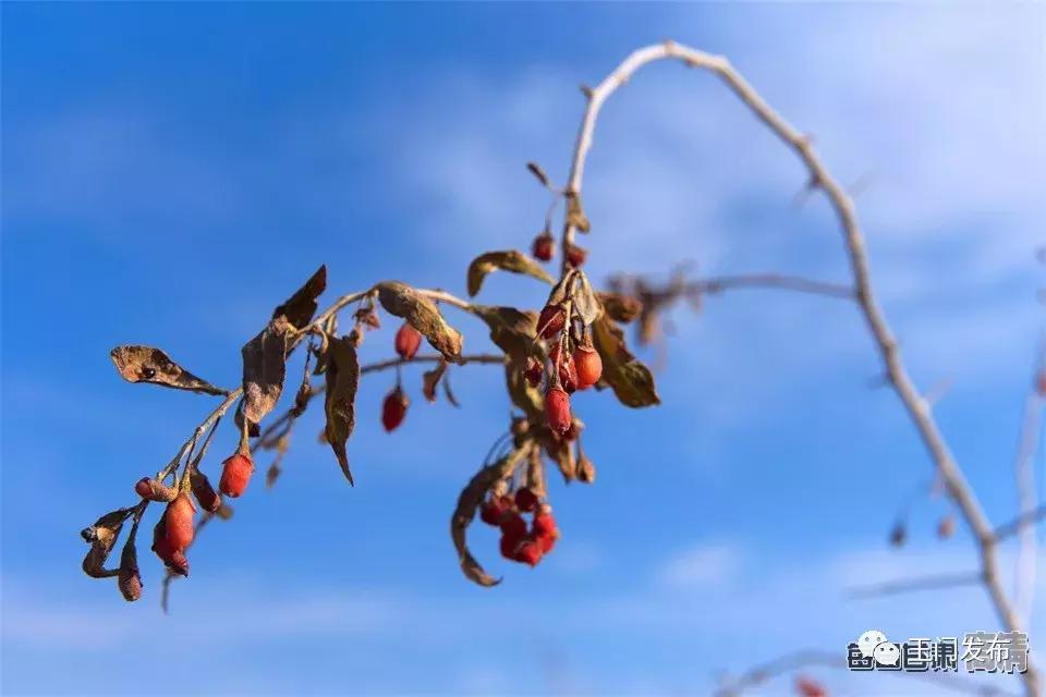 甘肃玉门枸杞项目,甘肃玉门的枸杞怎么样
