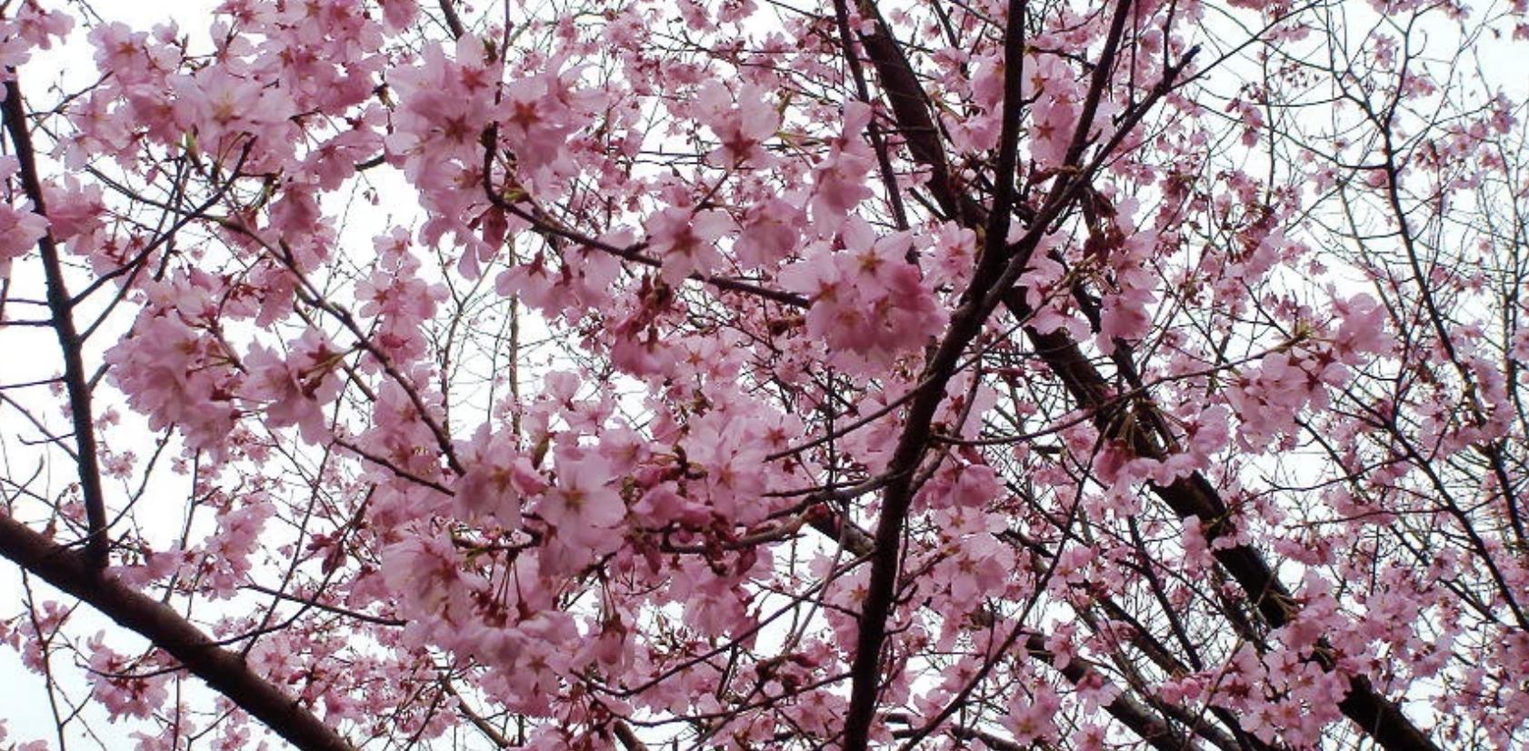 又到了一年一度赏樱花的季节,又是一年樱花开快来沉浸式赏樱