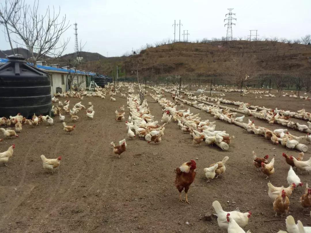 鸡痘症状图片,鸡痘病是什么症状