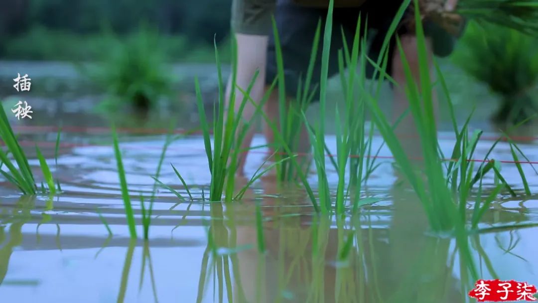 看了李子柒的视频的感受,看完李子柒后的感受