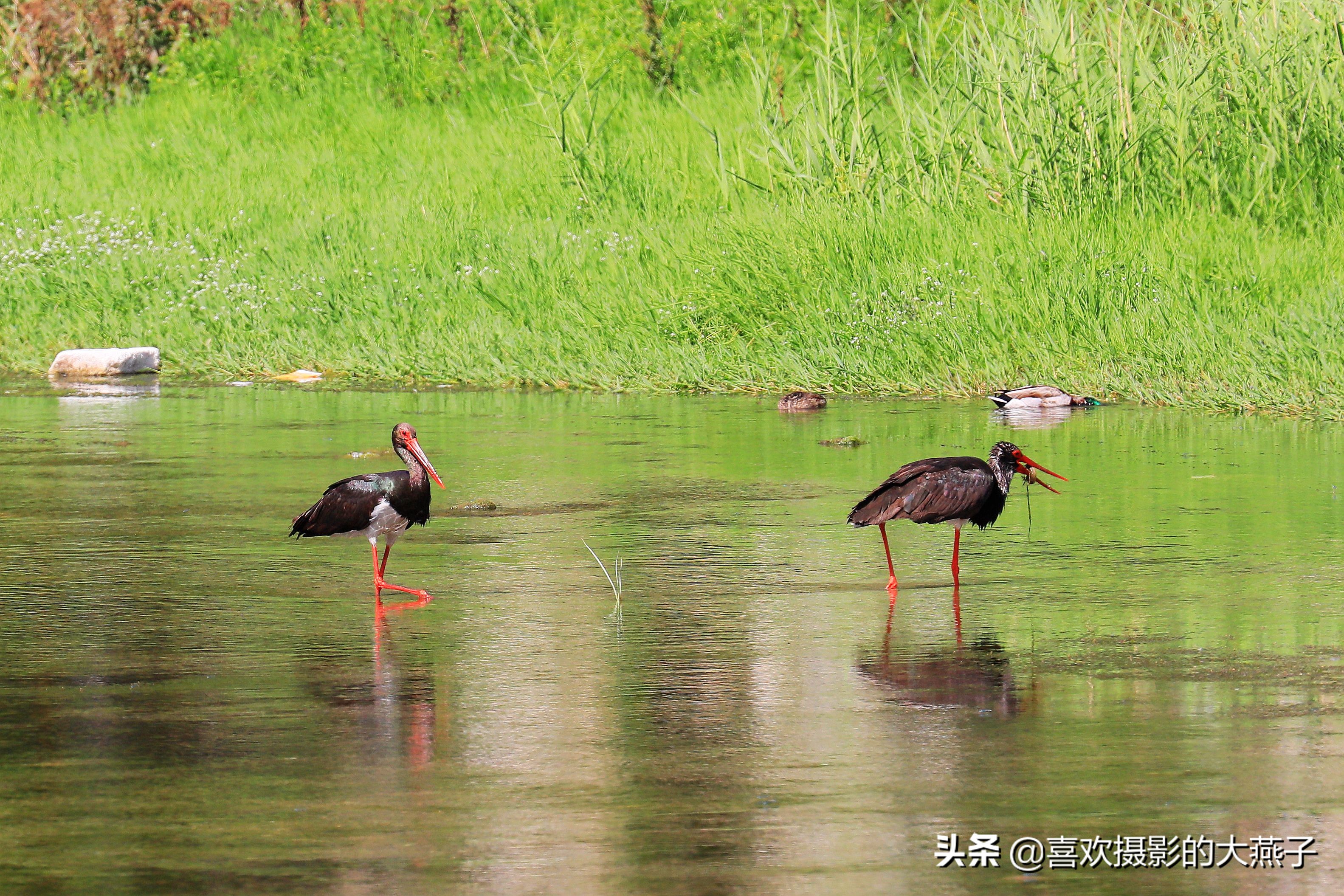 慕名前往十渡黑鹳之乡小有收获