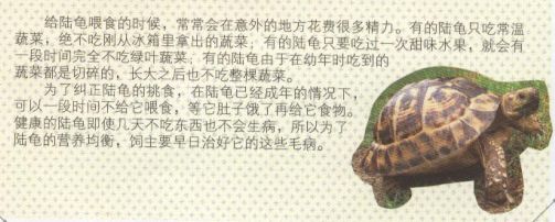 新手养普通小陆龟怎么喂养,小陆龟可以深水养吗