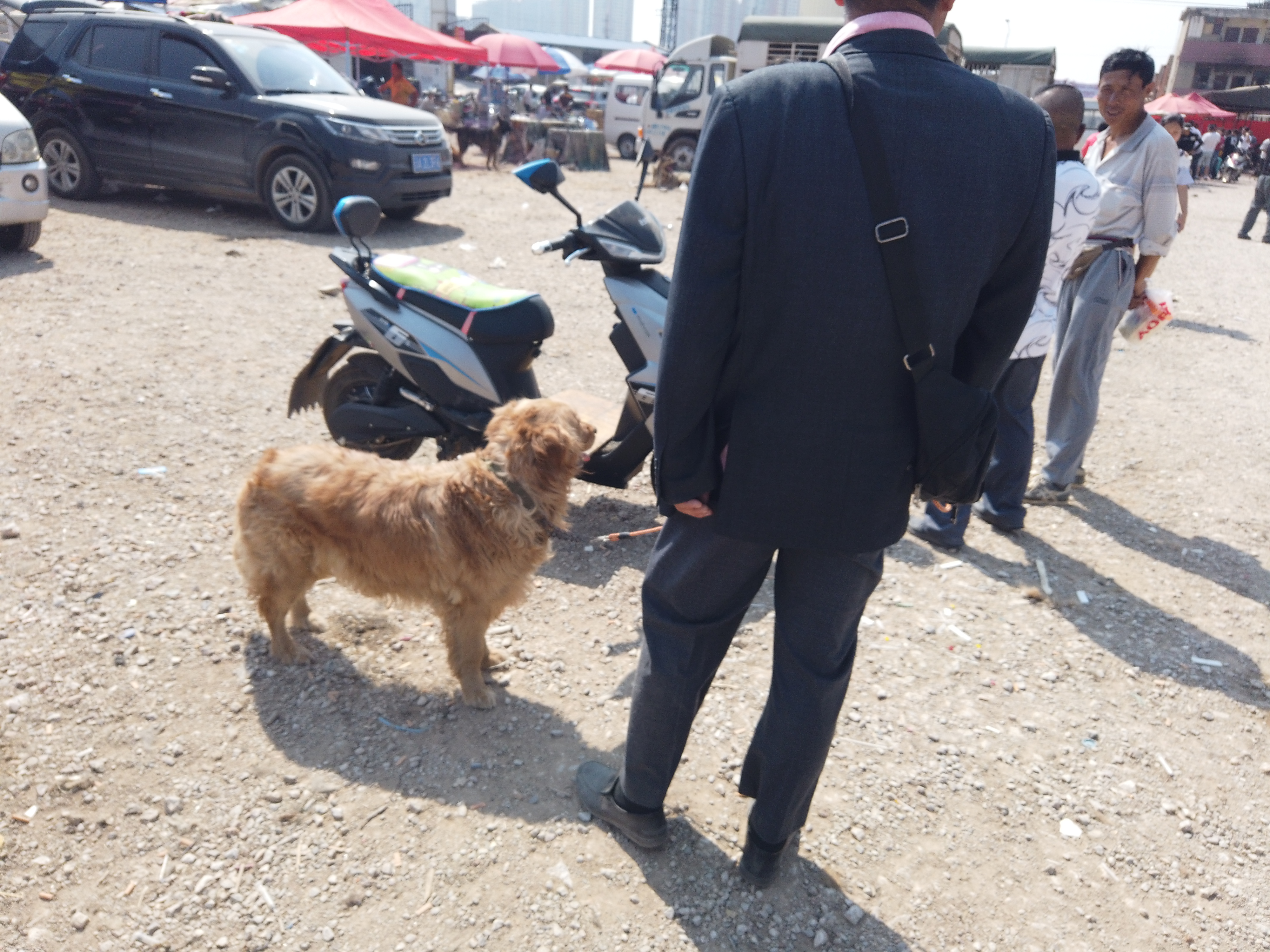 400元一只金毛出售,一万块钱的金毛出售