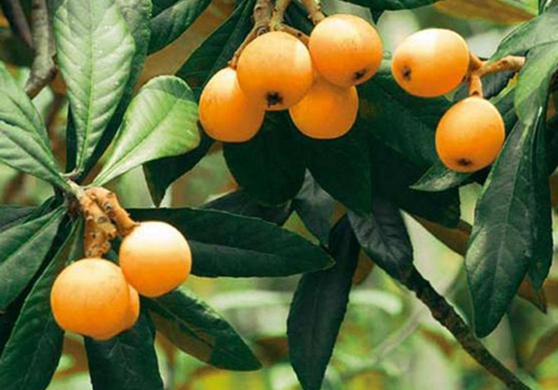 种植枇杷果的小技巧,枇杷有哪些病虫害防治