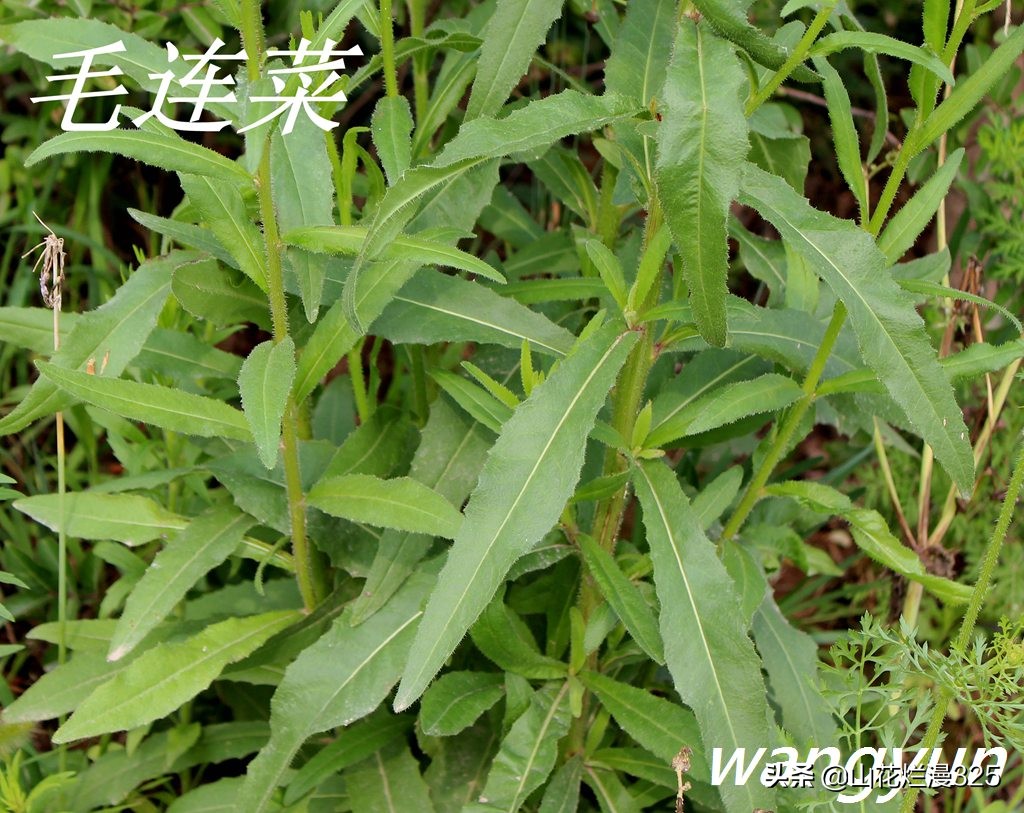 野生菊苣的辨认与图片,野菜苦菜识别方法