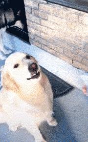 搞笑gif表面稳中带皮实则慌中带急,搞笑gif这才是真正的飙车王者