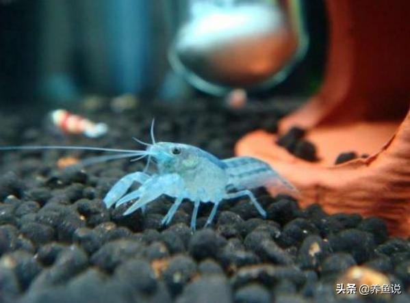 侏儒鳌虾可以养水草缸吗,鳌虾饲养造景