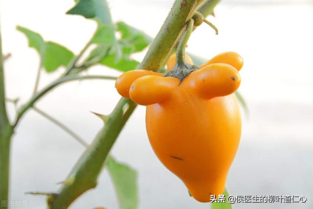 结核杆菌会引起肺结节吗,肺结节诊断为肺结核