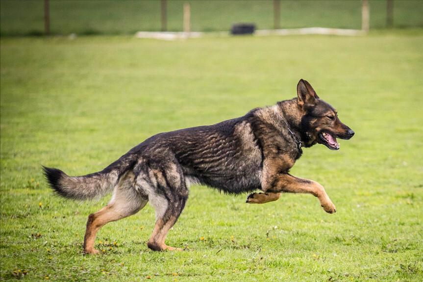 德牧拉稀有什么特效药,德牧拉稀怎么办