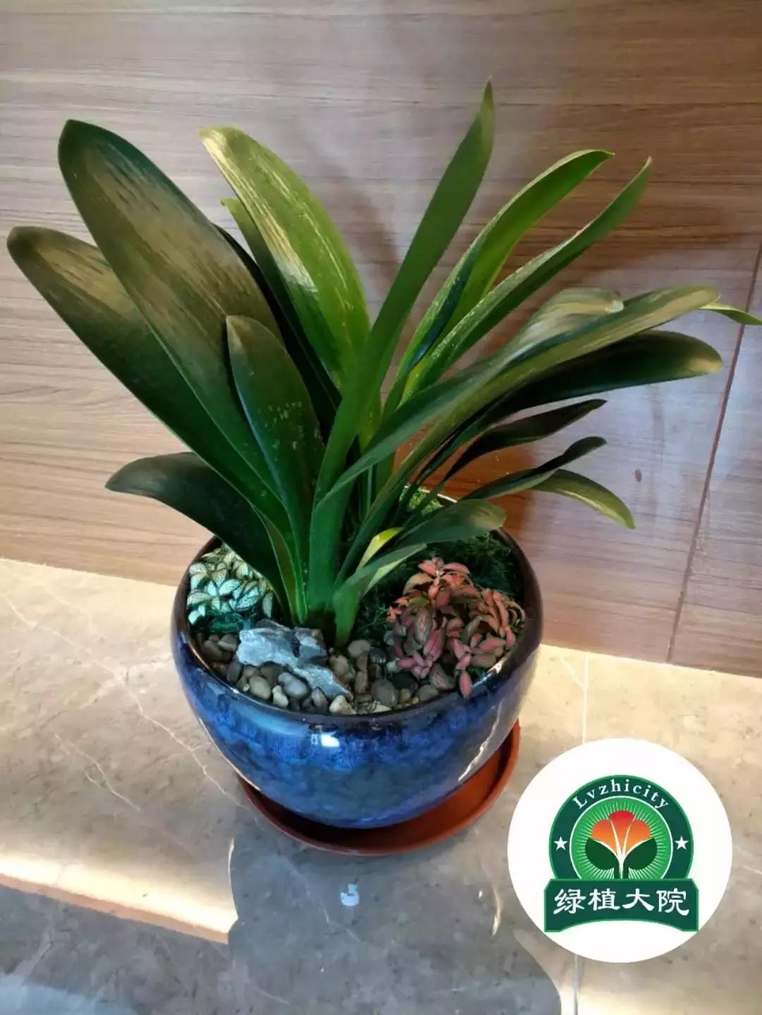 君子兰盆栽几月份换盆最好,绿植君子兰换土时间及方法