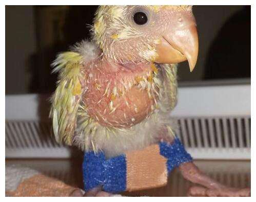 幼鸟腿一直撇着要矫正吗,幼鸟的腿在颤抖是咋回事