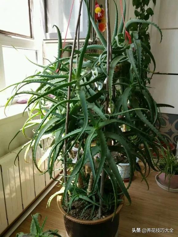 长寿花很多枝头怎么修剪变成老桩,长寿花2年了枝干长成老桩了