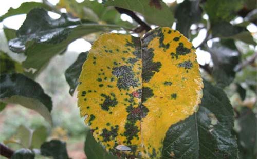 苹果树褐斑病的最佳治疗方法,如何预防和治疗苹果褐斑病