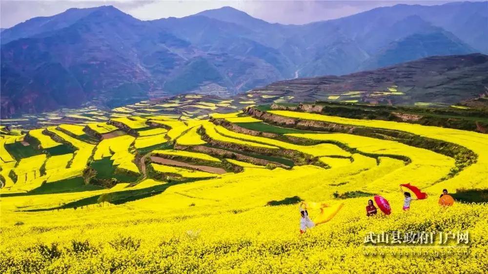 最美武山油菜花,湖口武山油菜花基地