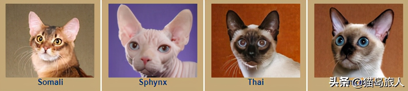 猫咪分类大全,猫咪分类