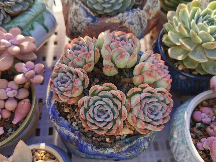 我和多肉,我与多肉