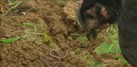 女大学生回家创业养上千头猪,北漂奶奶返乡创业高原养蚯蚓致富