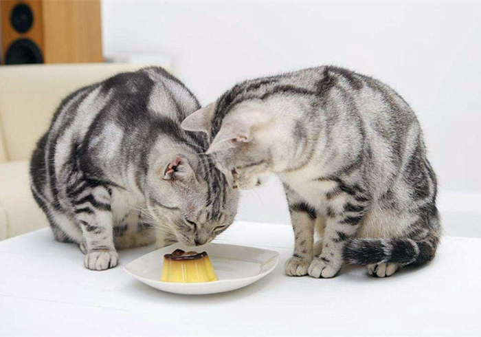 猫咪肥厚性心脏病多久可以恢复,猫咪心脏病一天不吃药有没有关系