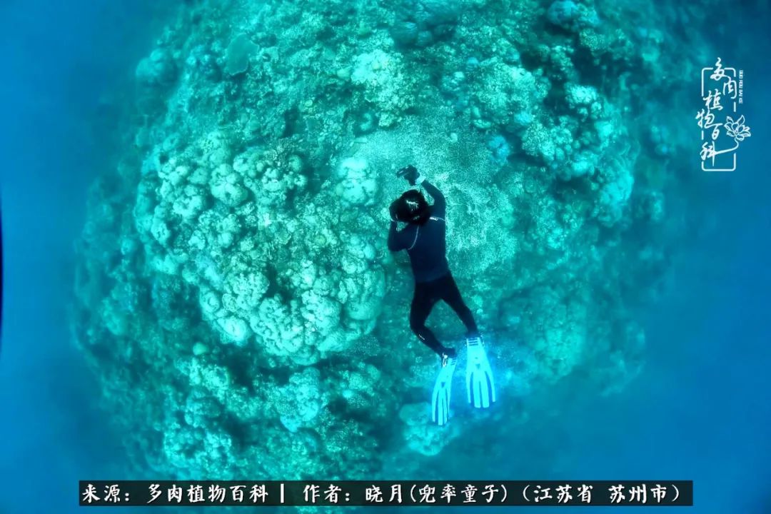 六年时间环游22个国家,却被多肉小萌物征服