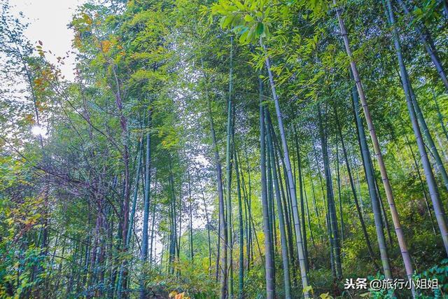 天目湖加南山竹海哪里泡温泉好,天目湖度假秘境享受绝美自然山水