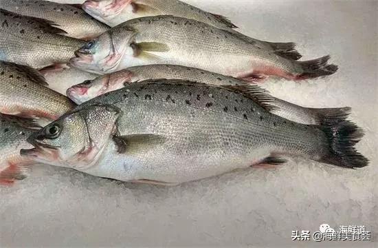 102种海鲜,营养丰富的海鲜有哪些品种
