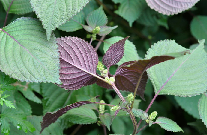 中药药性详细讲解视频,中药药性总论
