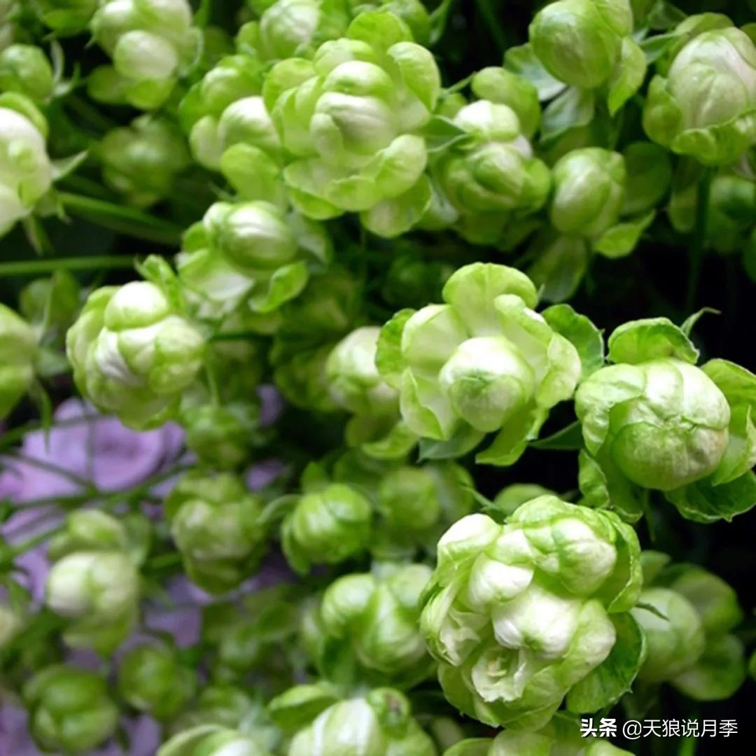 4月最浪漫的一次花开，是171个低价月季小苗带来的巅峰时刻！