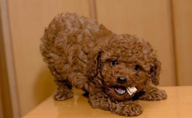 这6种狗狗很记仇别招惹它们,五种有味道的狗狗你家的上榜了吗