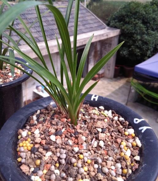 煤渣种花有什么好处,煤渣养花有营养