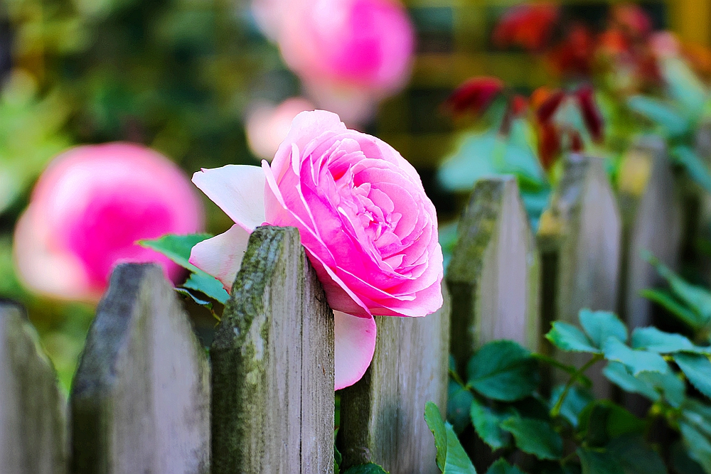 月季被称为花中皇后的故事,月季是国花还是市花