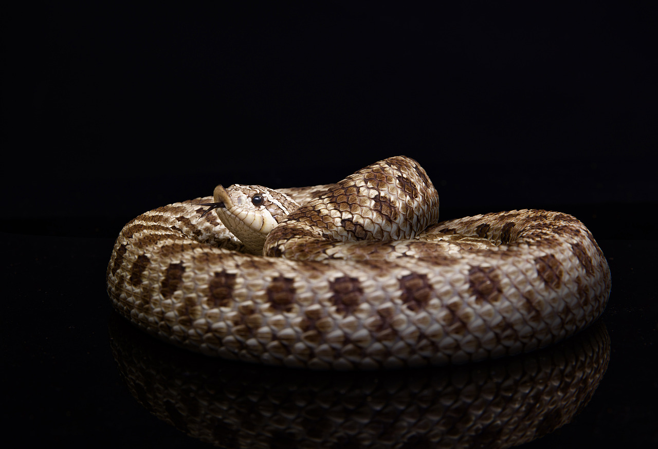 有毒蛇的地方长什么草,有毒蛇和无毒蛇咬的伤口区别