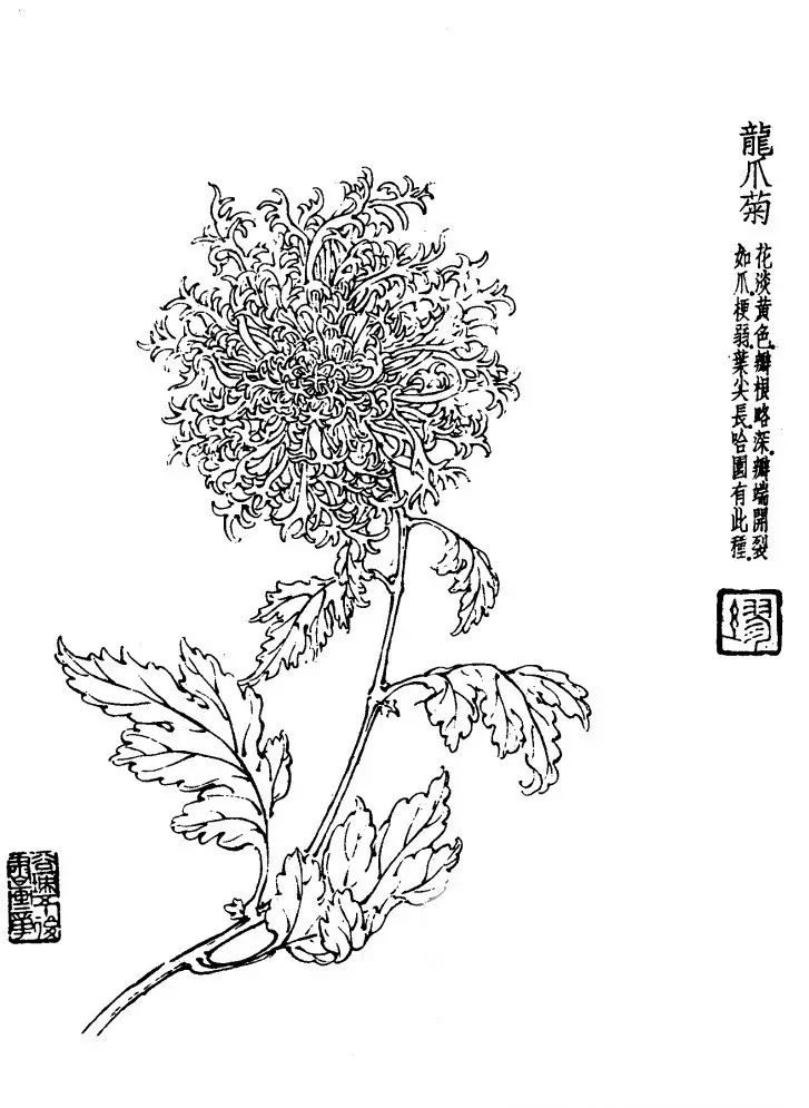 菊花白描基础花瓣的画法,白描菊花用笔