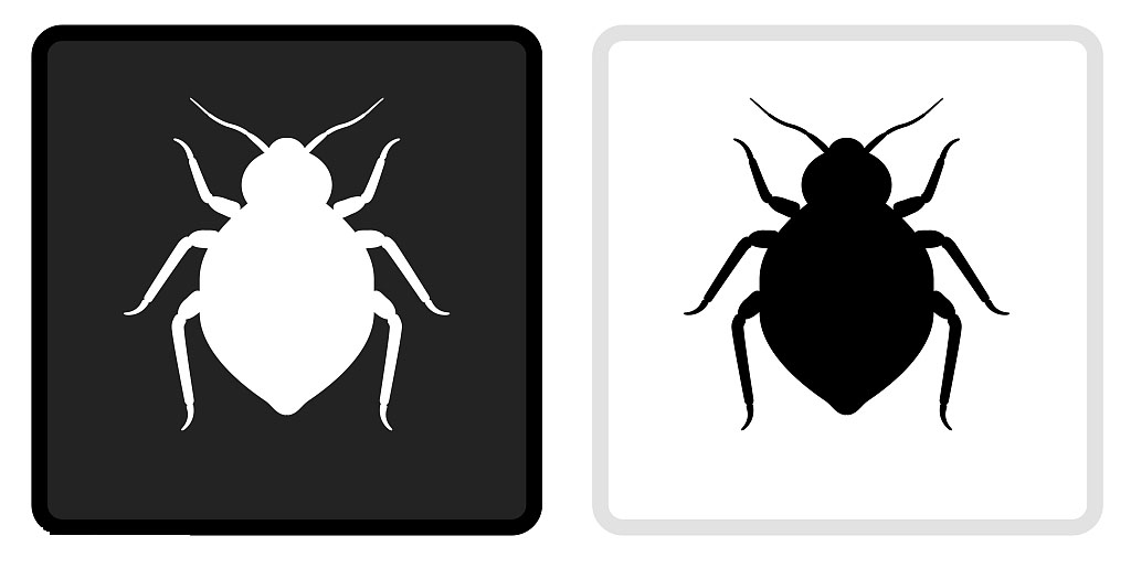 臭虫的防治和处理方法,冬季臭虫防治科普知识