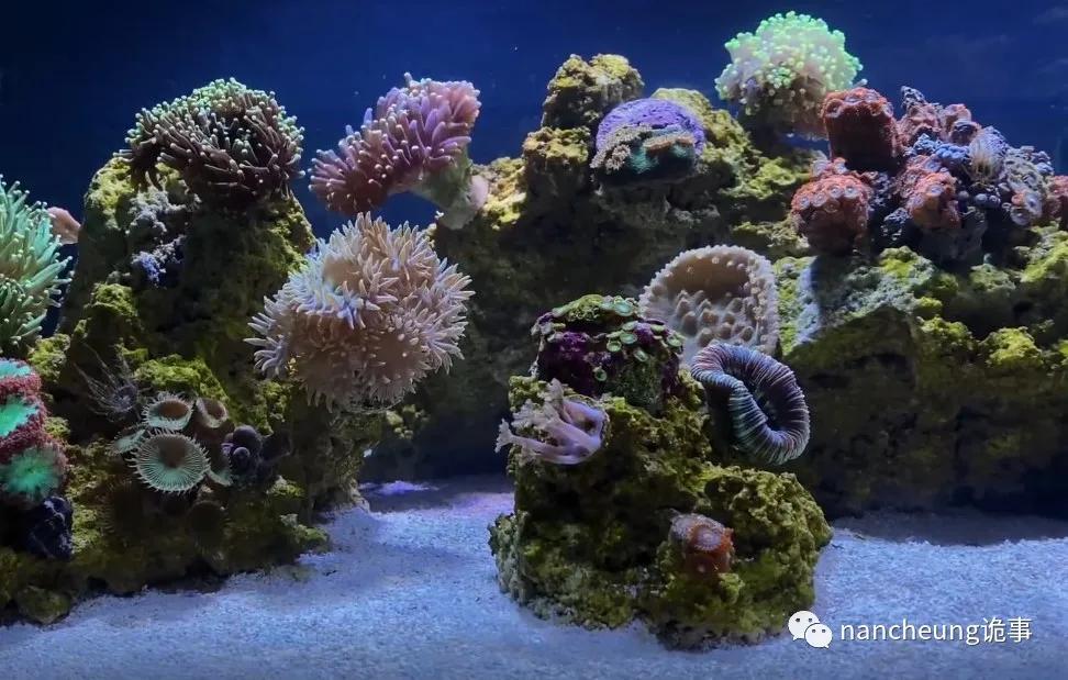 深海迷航第49天神秘生物,深海海底神秘的10种生物