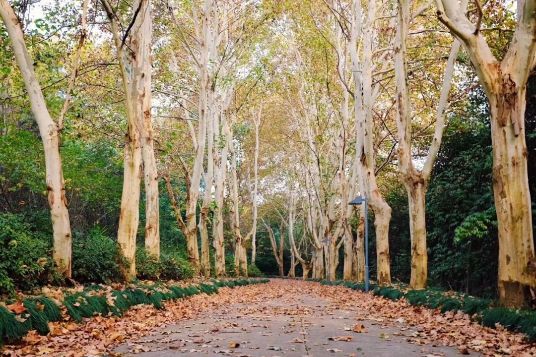 芜湖出发皖南自驾一日游推荐,皖南风景区旅游攻略一日游