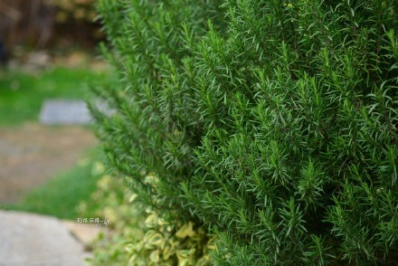 西餐香草大全及用途视频,好吃的西餐料理有哪些