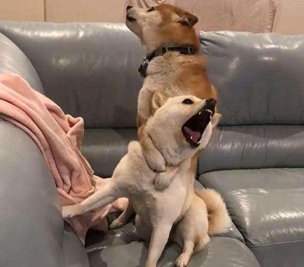 公狗多久才会跨骑,狗为什么会互相跨骑