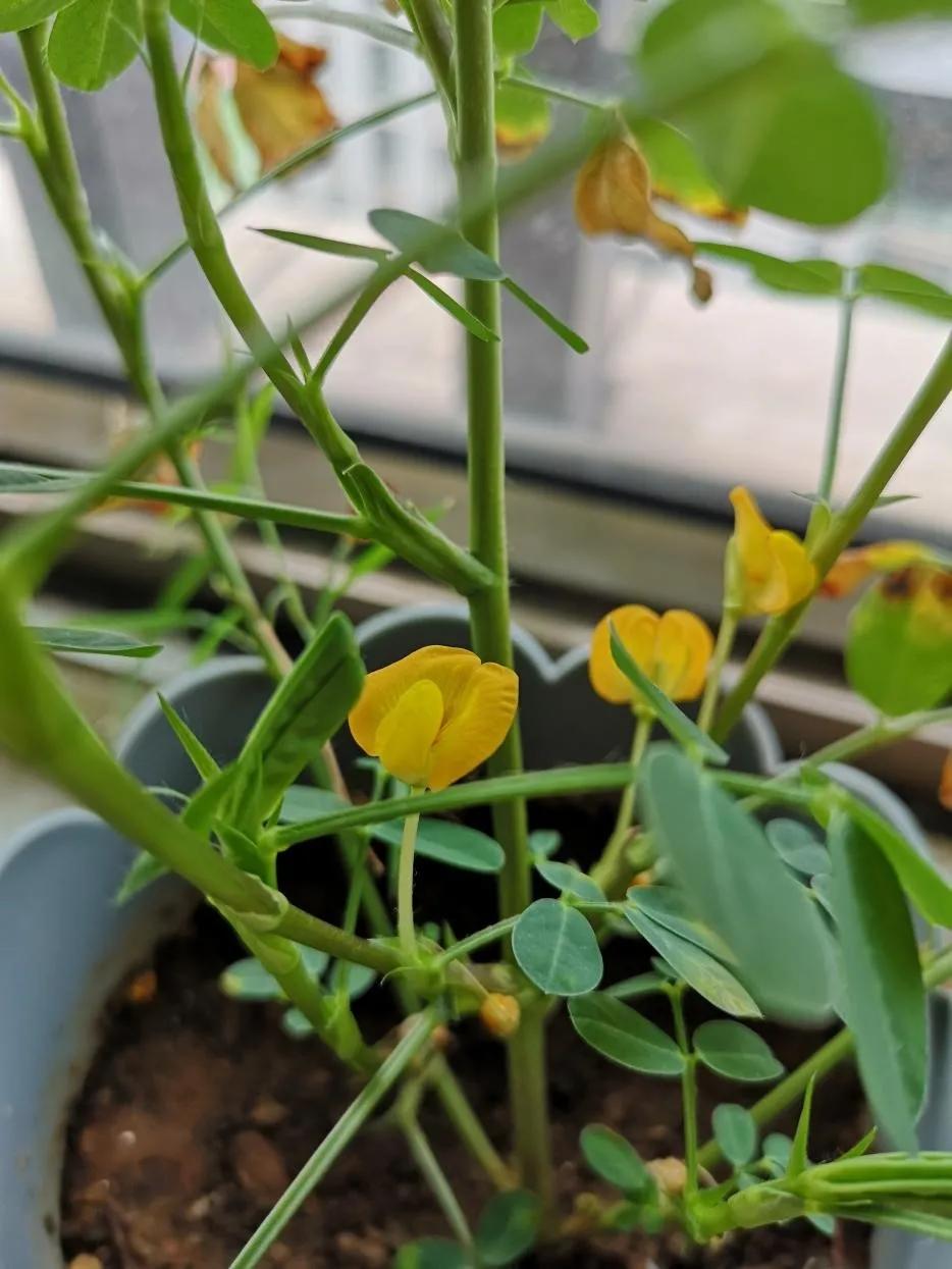 绣球花的花瓣好漂亮！等等，你确定那是花瓣？