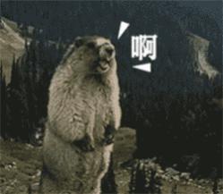 我不是大眼萌我是鼠疫最大移动储存库