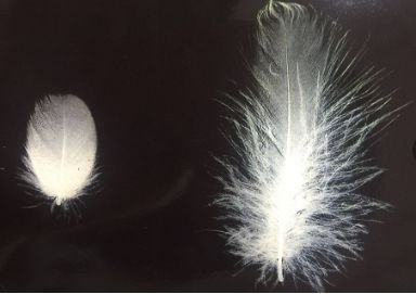 鸭羽绒好还是鹅绒衣服好,鸭毛绒和鹅绒的区别