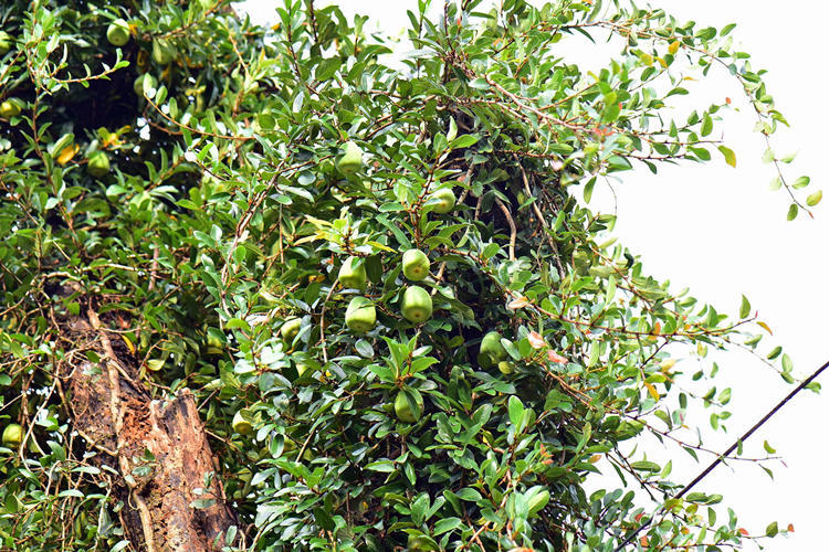 哪种爬藤花好养也长得快,爬藤花什么品种最好看