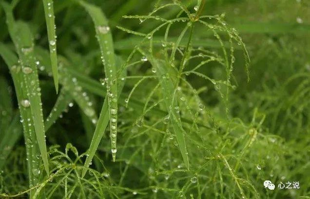 散文雨的作品,雨景散文随笔